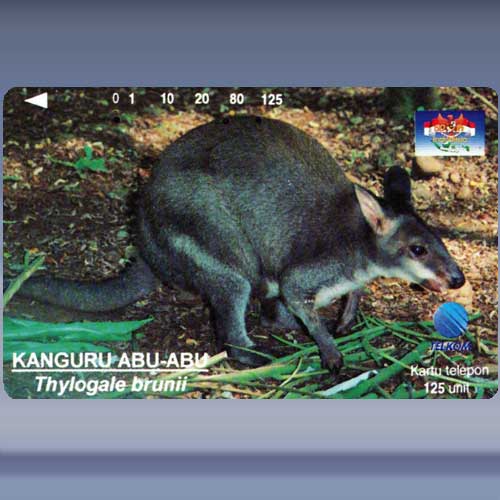 Thylogale brunii